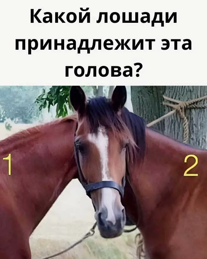 «99% людей ошибаются: чья голова у этой лошади на фото?»