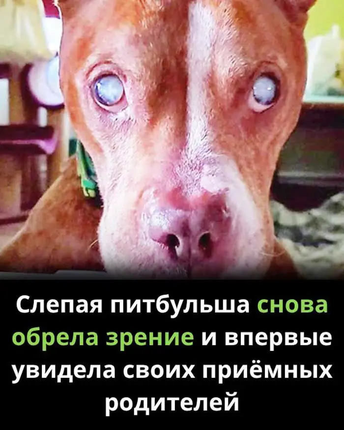 «Брошенный пёс дождался спасения: история, которая растрогает до слёз»