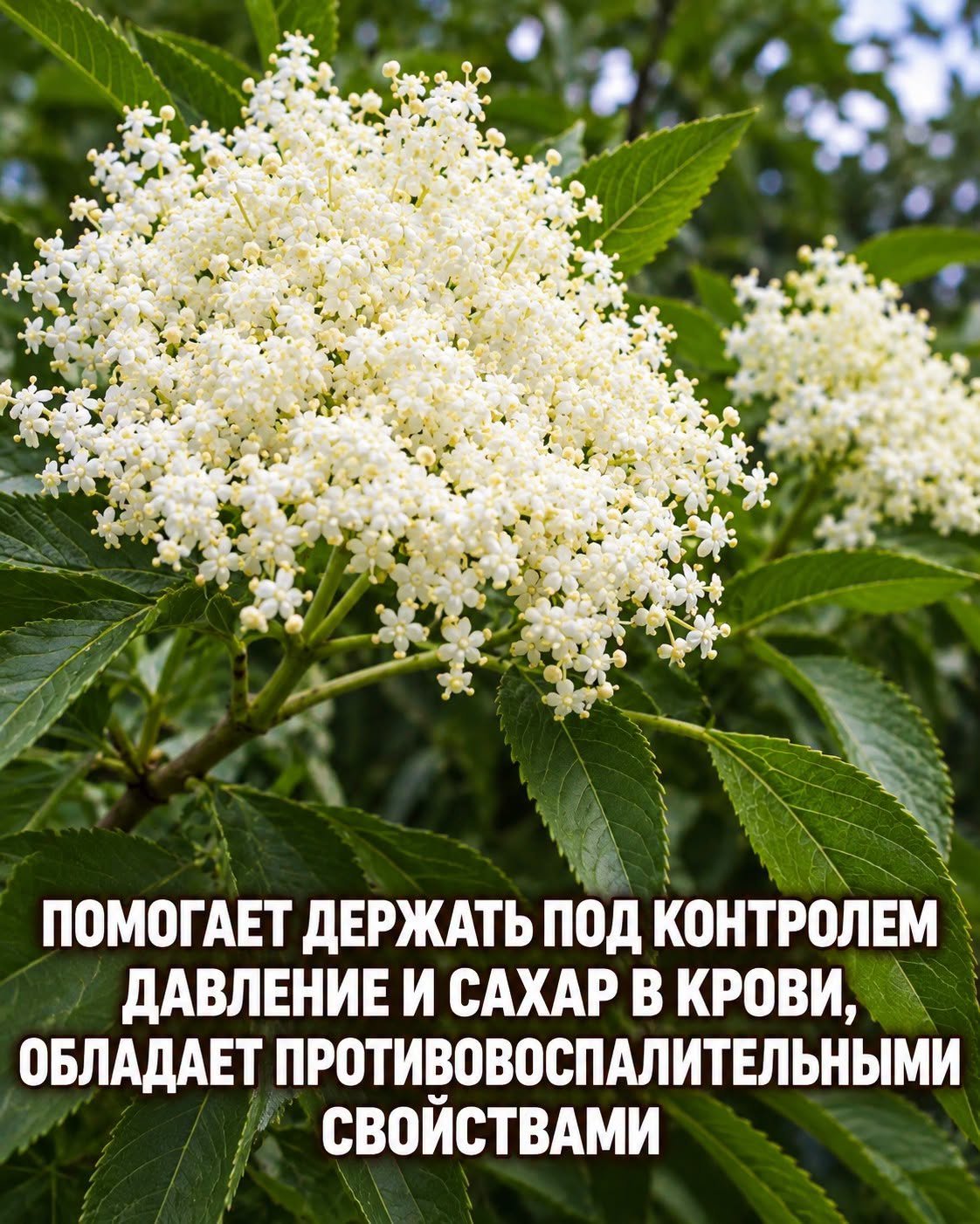 Его боялись и считали магическим: тайны растения, которое скрывает гораздо больше, чем кажется